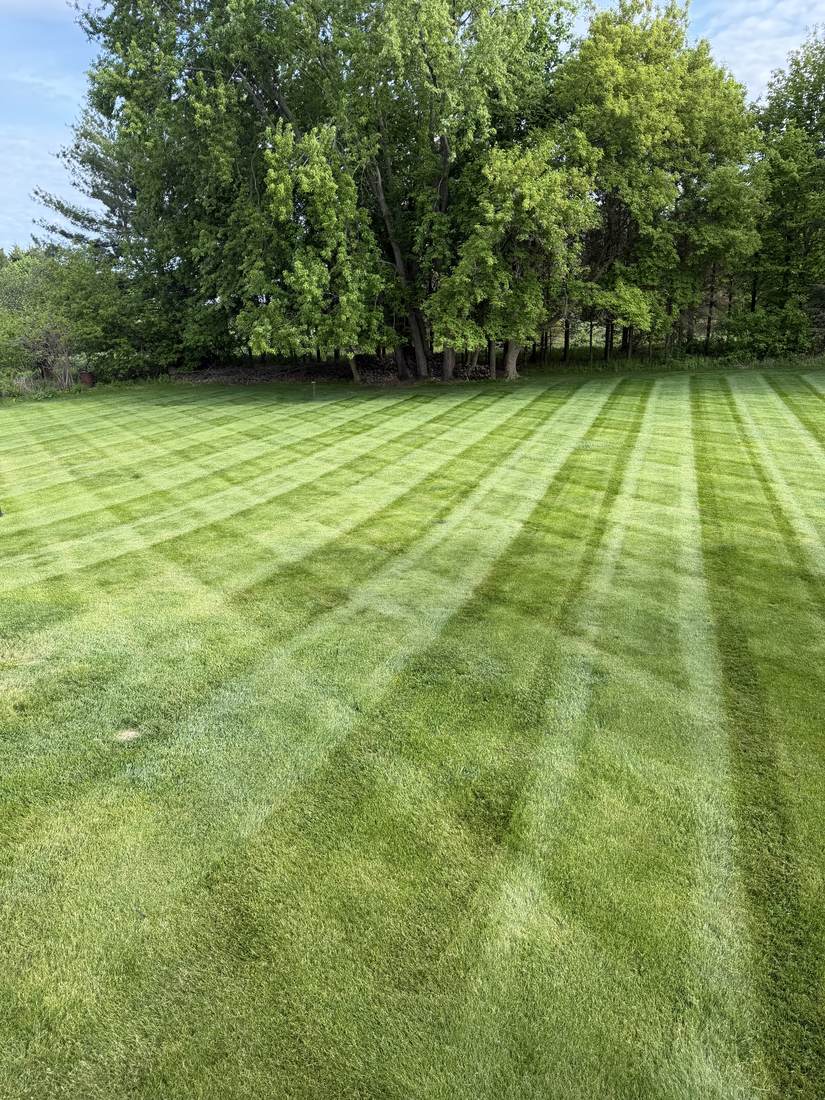 Mowed lawn bordering tree line