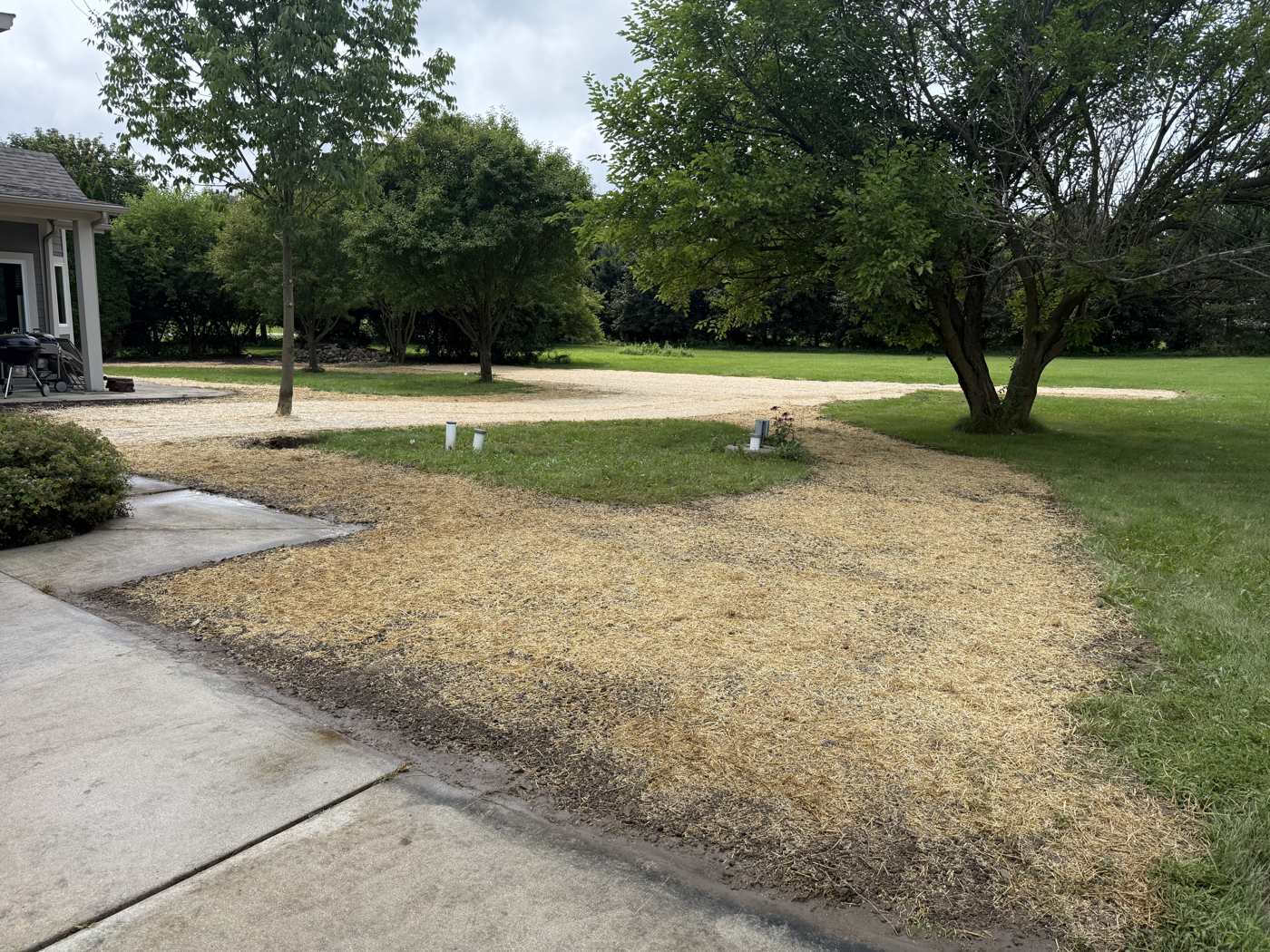 Freshly reseeded lawn area