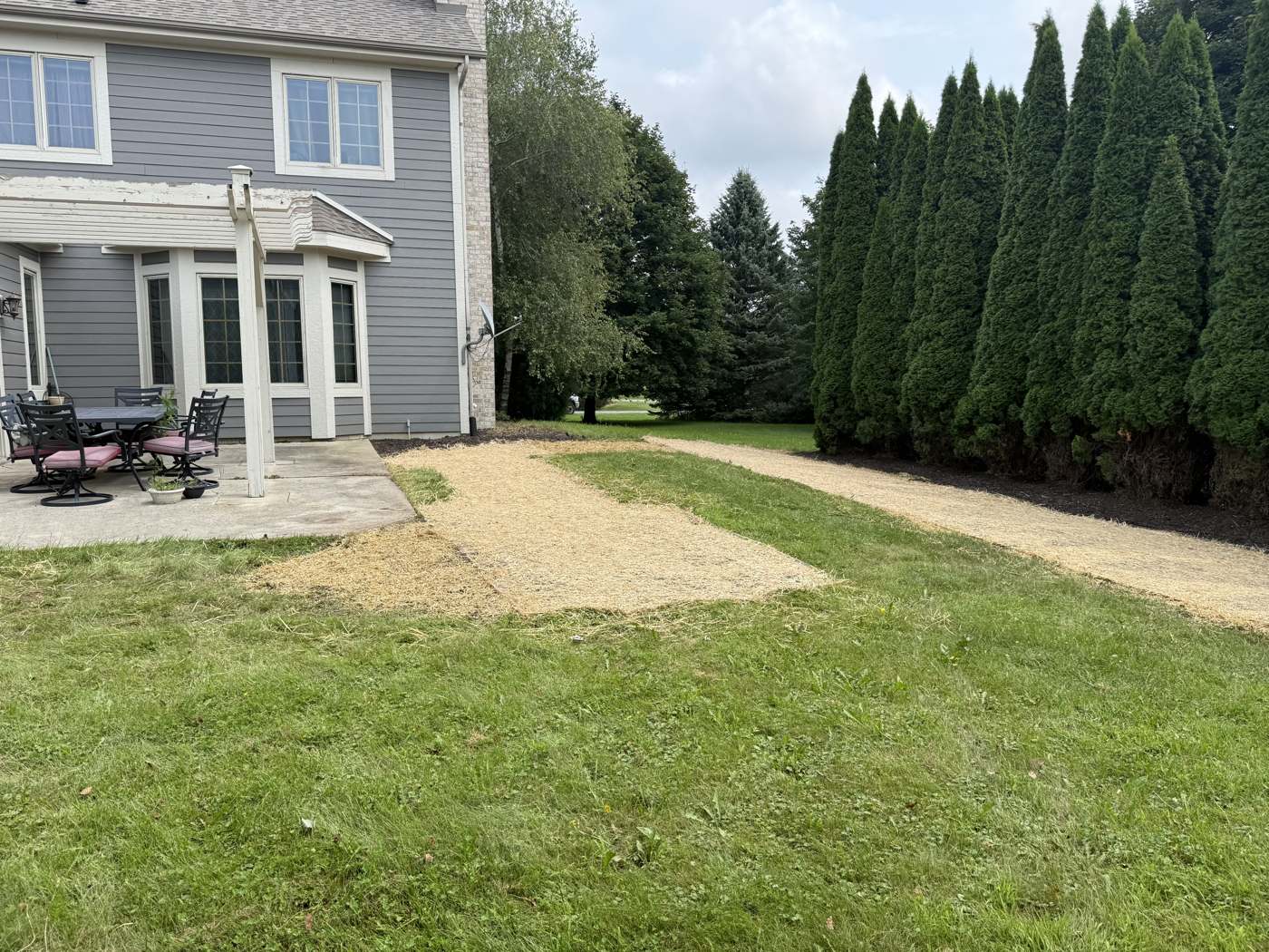 Newly reseeded lawn, close-up