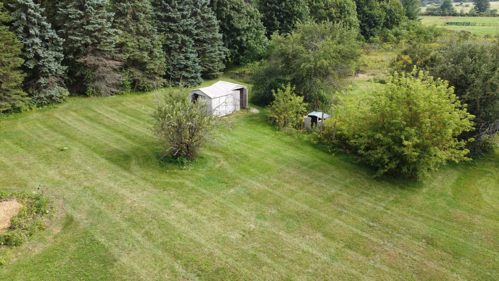 Backyard with overgrown shrubs and brush around the shed, before