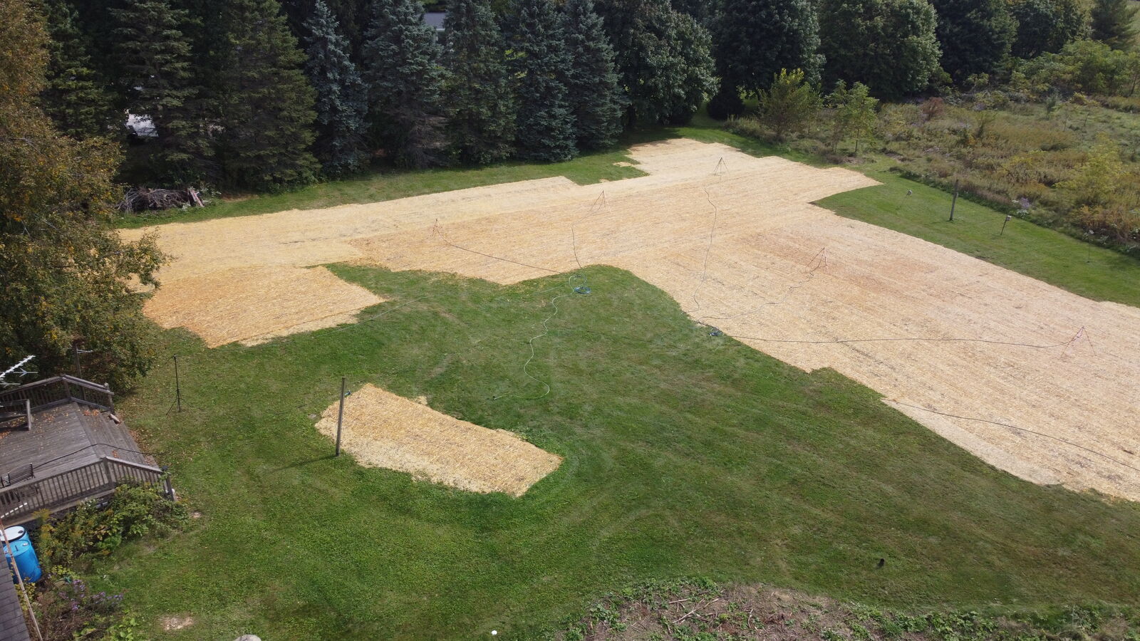 Seeded and strawed backyard next to the existing lawn
